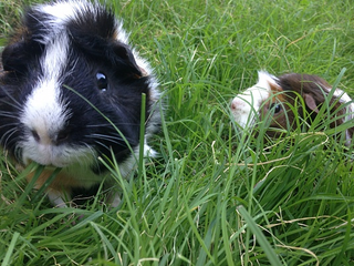 Illustration for article titled I bring you all a gift of guinea pigs!